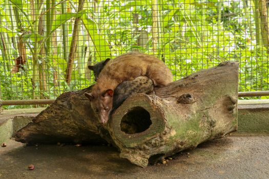 Kopi Luwak.Couple Asian Palm Civet in cage with wooden box of colorful berries, civet coffee production. Two Paradoxurus hermaphroditus picks delicious coffee berries to produce expensive coffee.