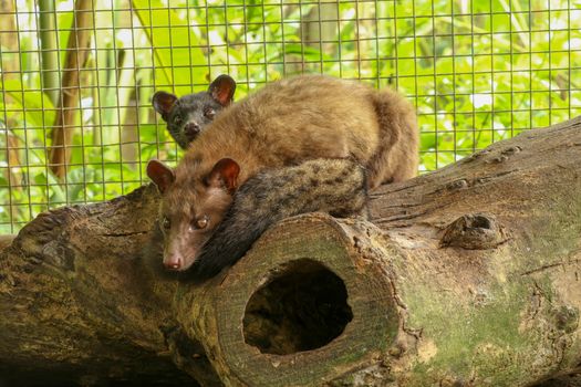 Kopi Luwak.Couple Asian Palm Civet in cage with wooden box of colorful berries, civet coffee production. Two Paradoxurus hermaphroditus picks delicious coffee berries to produce expensive coffee.