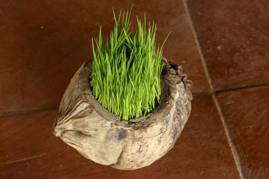 Planting Sprout in Earth Day. Bunch of young rice plants in natural pot made of old dry coconut. A new beginning life in the form of rice seedlings. Flower pot on background with brown ceramic tiles.
