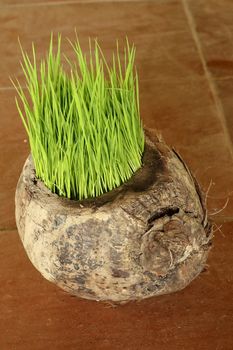 Planting Sprout in Earth Day. Bunch of young rice plants in natural pot made of old dry coconut. A new beginning life in the form of rice seedlings. Flower pot on background with brown ceramic tiles.