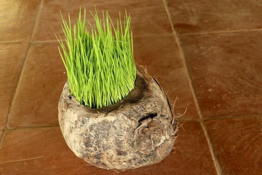 Planting Sprout in Earth Day. Bunch of young rice plants in natural pot made of old dry coconut. A new beginning life in the form of rice seedlings. Flower pot on background with brown ceramic tiles.