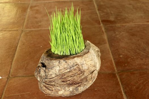 Planting Sprout in Earth Day. Bunch of young rice plants in natural pot made of old dry coconut. A new beginning life in the form of rice seedlings. Flower pot on background with brown ceramic tiles.