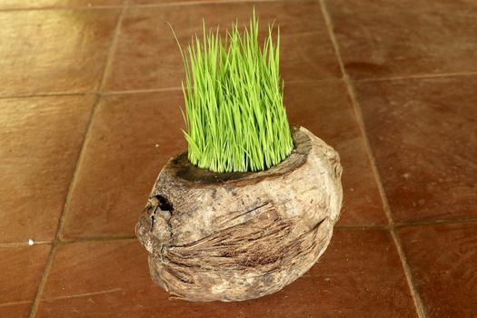 Planting Sprout in Earth Day. Bunch of young rice plants in natural pot made of old dry coconut. A new beginning life in the form of rice seedlings. Flower pot on background with brown ceramic tiles.
