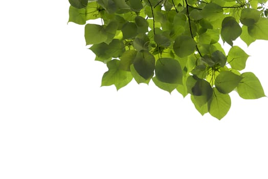 Green leaves and branch isolated on white background