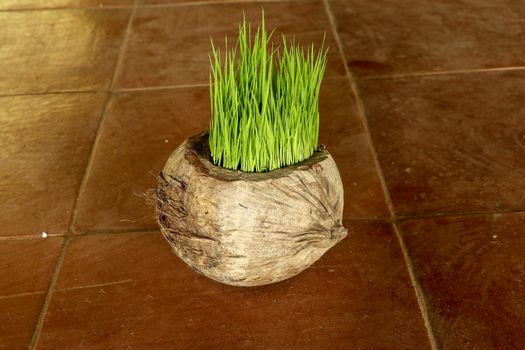 Planting Sprout in Earth Day. Bunch of young rice plants in natural pot made of old dry coconut. A new beginning life in the form of rice seedlings. Flower pot on background with brown ceramic tiles.