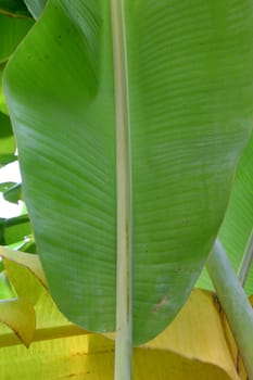 banana leaves on tree banana