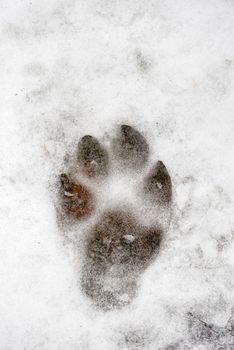 Animal footprint in the frozen snow in winter