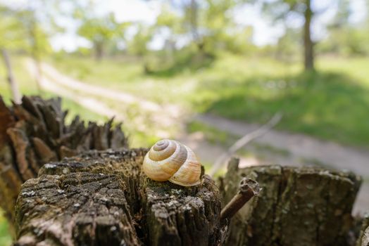 Single snail shell, on a tree trunk in the dark forest, under a dramatic light, close to a country road in spring