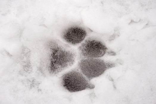 Animal footprint in the frozen snow in winter