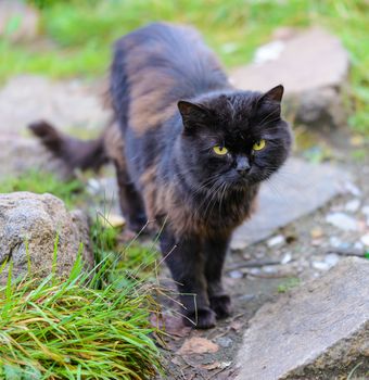 Black stray cat walking