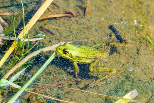 Close up of a green frog swimming in the Dnieper river in Kiev, Ukraine