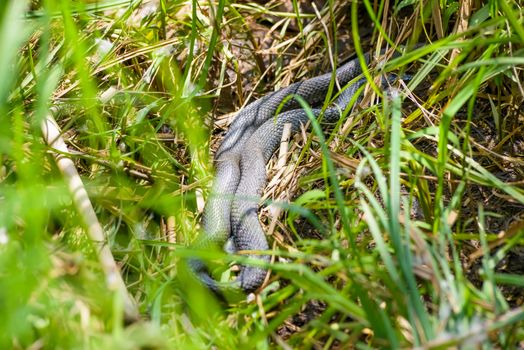 A black grass-snake is crawling in the reed grass close to the Dnieper river in Kiev the capital of Ukraine