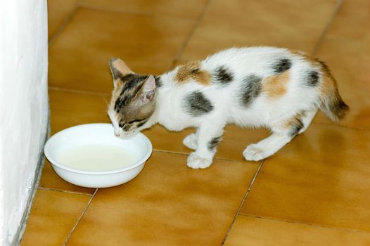 White, black and brown spotted kitten, with broken tail, drinking milk in a little cup or bowl