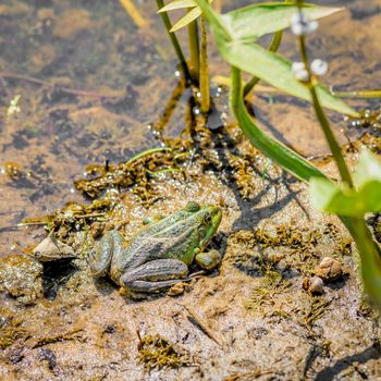 Close up of a green frog close to the Dnieper river in Kiev, Ukraine