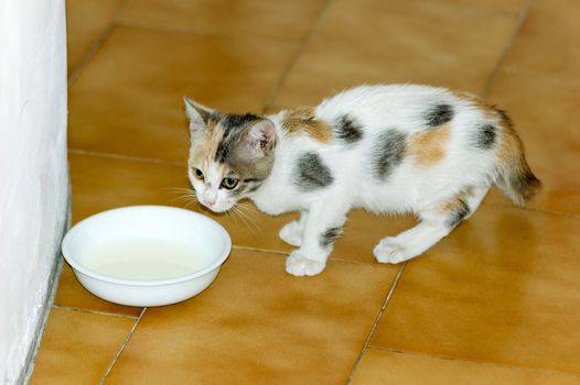 White, black and brown spotted kitten, with broken tail, drinking milk in a little cup or bowl