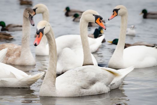 A multitude of wild swans and ducks on the frozen Dnieper river in Kiev, Ukraine, during the cold and snowy winter