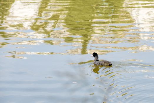 A young black mallard duck is swimming in the lake's blue water