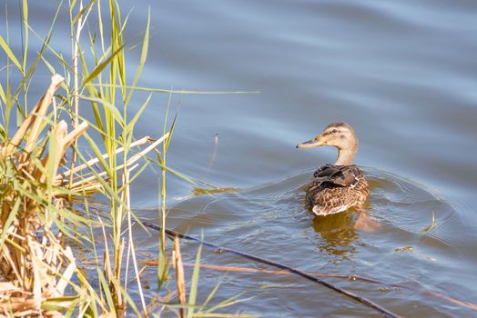 A female duck is swimming in the blue waters of the Dnieper river in Kiev