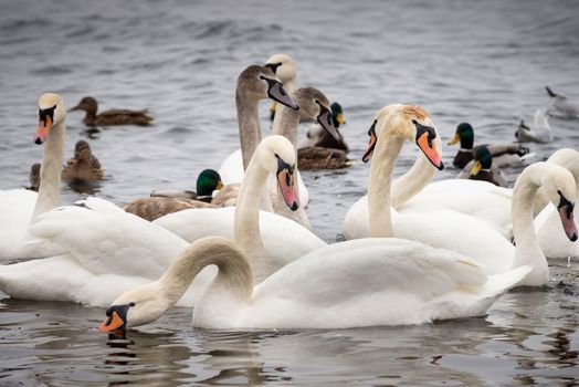 A multitude of wild swans and ducks on the frozen Dnieper river in Kiev, Ukraine, during the cold and snowy winter