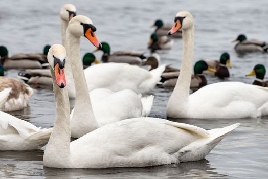 A multitude of wild swans and ducks on the frozen Dnieper river in Kiev, Ukraine, during the cold and snowy winter