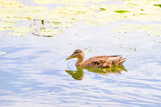 A female duck is swimming in the golden green waters of the Dnieper river at dawn in Kiev