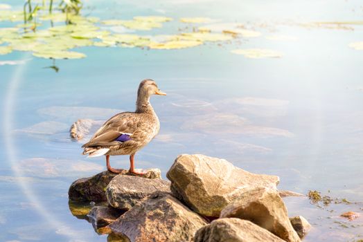 A female duck is standing close to the green waters of the Dnieper river at dawn in Kiev