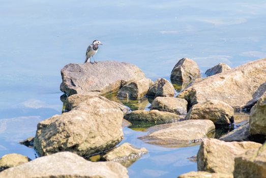 White wagtail standing on a rock close to the Dnieper river in Kiev, Ukraine