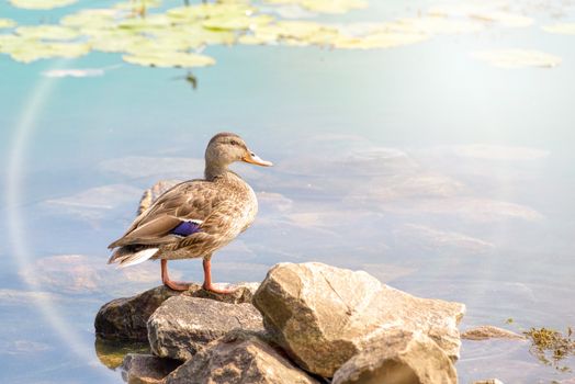 A female duck is standing close to the green waters of the Dnieper river at dawn in Kiev