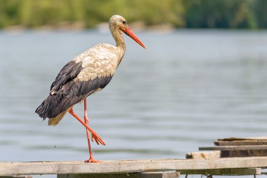 A black and white stork is standing on a wooden pontoon close to the Dnieper river in Ukraine