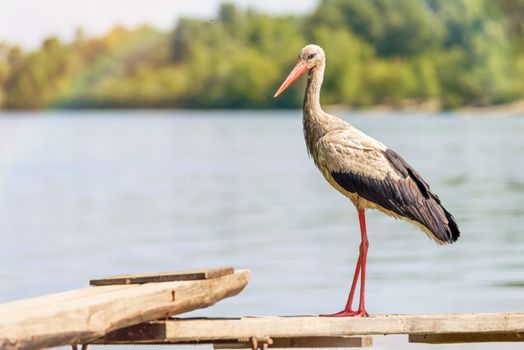 A black and white stork is standing on a wooden pontoon close to the Dnieper river in Ukraine