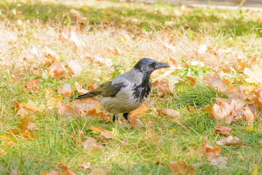 A hooded crow walks on the grass with autumn leaves and is watches around him