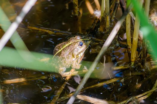 Close up of a green smiling frog hiding under the Typha Latifolia leaves in the lake