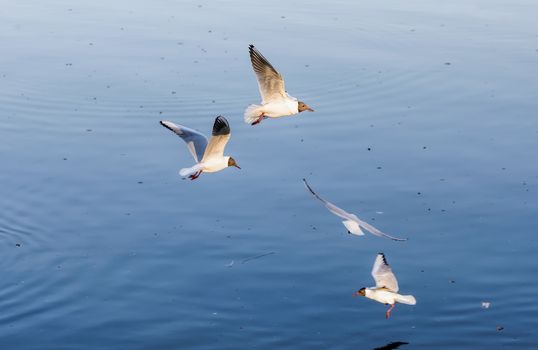 Black-headed seagulls, Chroicocephalus ridibundus, are flying over the blue waters of the Dnieper river in Kiev the capitol of Ukraine