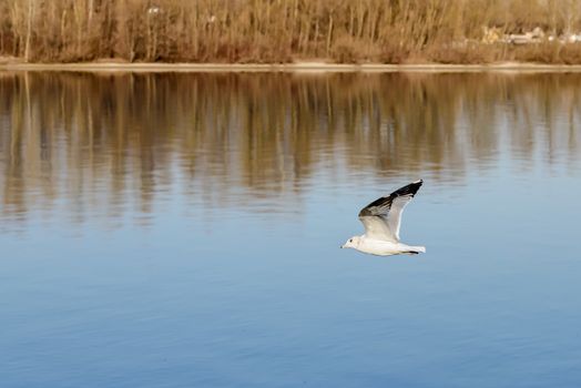 A seagull is flying over the blue waters of the Dnieper river in Kiev the capitol of Ukraine