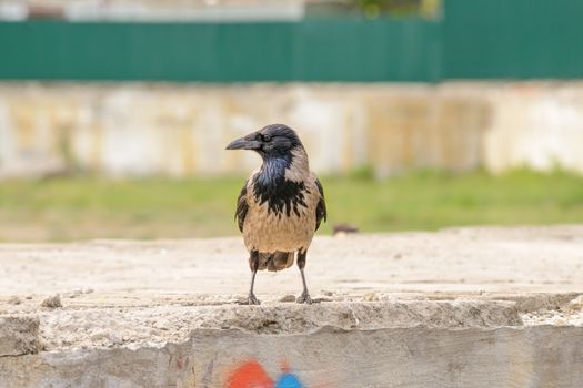A hooded crow is standing on a cement wall and is watching around him