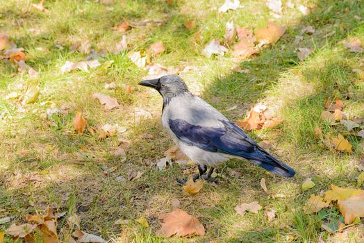 A hooded crow walks on the grass with autumn leaves and is watches around him