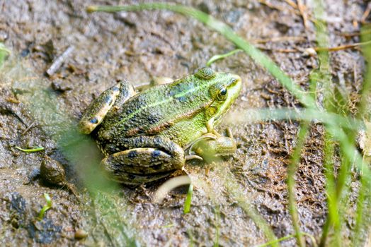 Close up of a green and brown frog close to the Dnieper river in Kiev, Ukraine