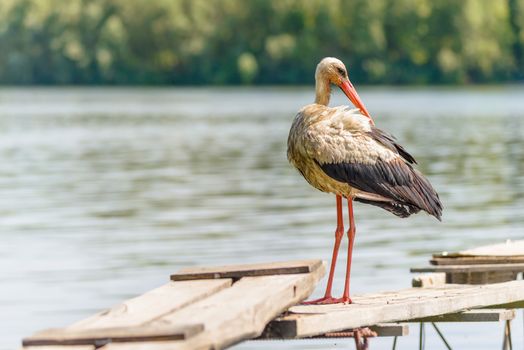 A black and white stork is standing on a wooden pontoon close to the Dnieper river in Ukraine