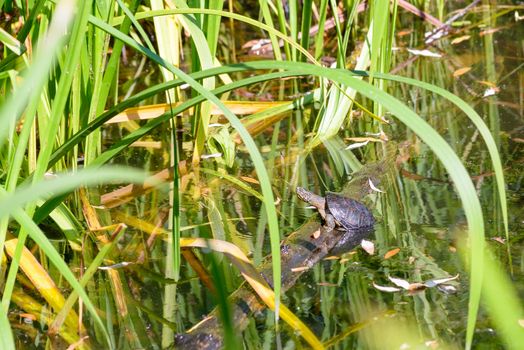 An aquatic turtle is resting under the sun on a tree branch floating on the pond's water surrounded by Typha latifolia reeds leaves