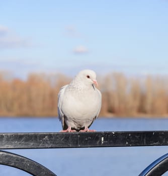 A big white pigeon, we could call a dove, stay perched on the fence close to the river