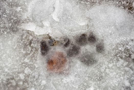 Animal footprint in the frozen snow, under the ice, in winter