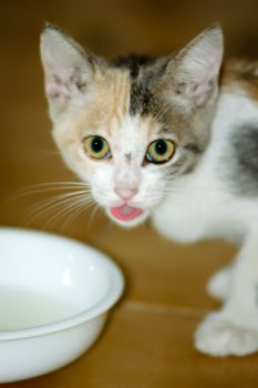 Portrait of a white, black and brown spotted kitten drinking milk in a little cup or bowl