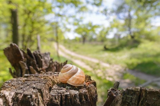 Single snail shell, on a tree trunk in the dark forest, under a dramatic light, close to a country road in spring