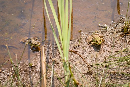 Two green frogs in the water, under the spring sun