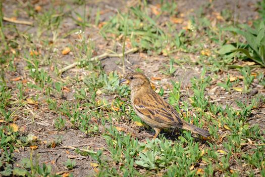 A Vesper Sparrow is walking on the grass