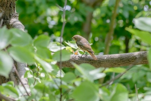 A nightingale is perched on a branch in the wood close to the Dnieper river in Kiev the capital of Ukraine