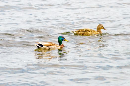 Male and female Mallards are swimming on the Dnieper River in Kiev the capital of Ukraine