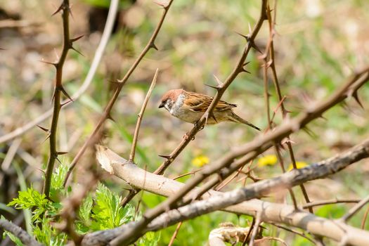 A sparrow hidden in a thorn bush