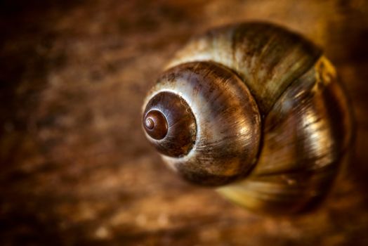 Close up of a common Periwinkle on an old  wooden plank