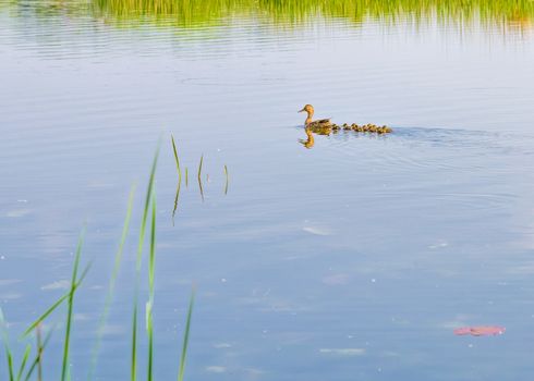 An adult female duck is swimming on the Dnieper river followed by her duckling family